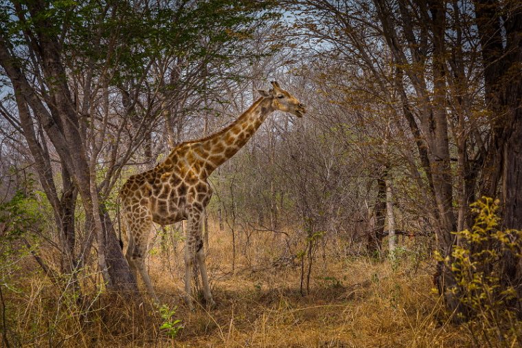 074 Zimbabwe, Hwange NP, giraf.jpg